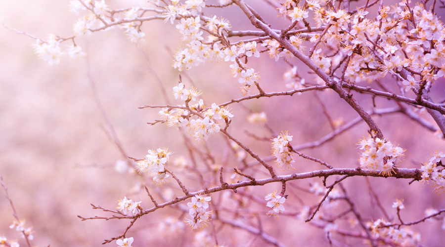 hanakasumi: la sensorialità e gli aromi dei fiori di ciliegio